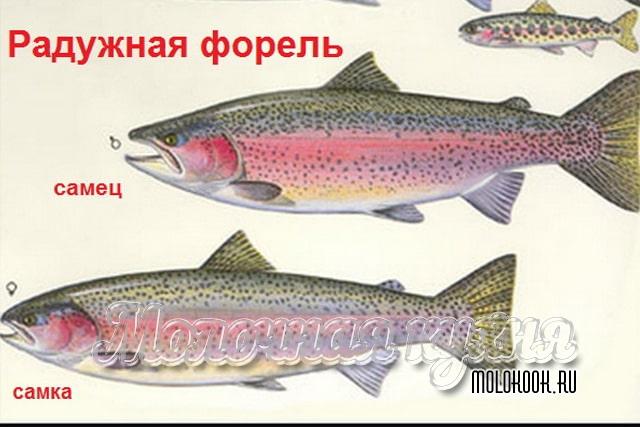 Выбираем форель с икрой: все внешние признаки икряной самки