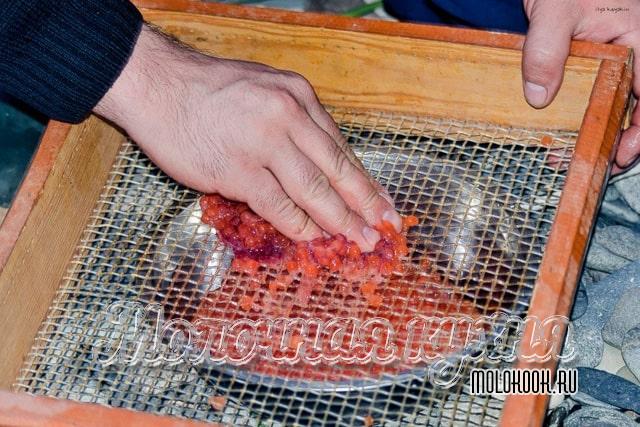 Солим икру горбуши: вкусные и быстрые способы в домашних условиях